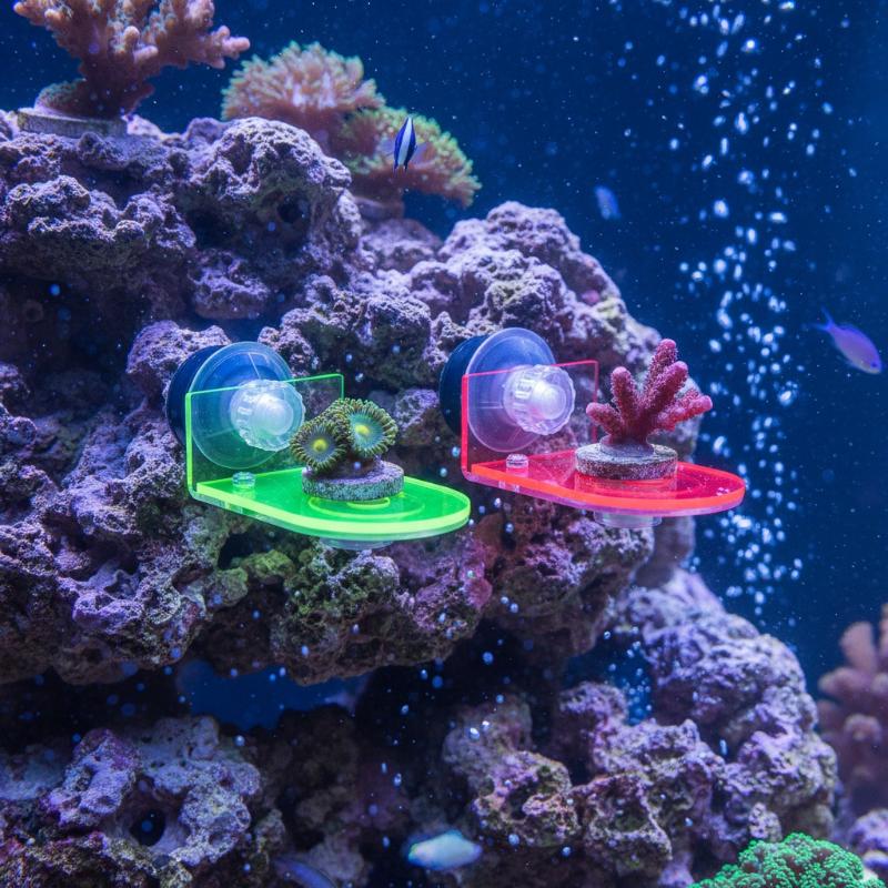 Supporto per Coralli SPS in Ac - Coral Frag Plug recensione e prezzo